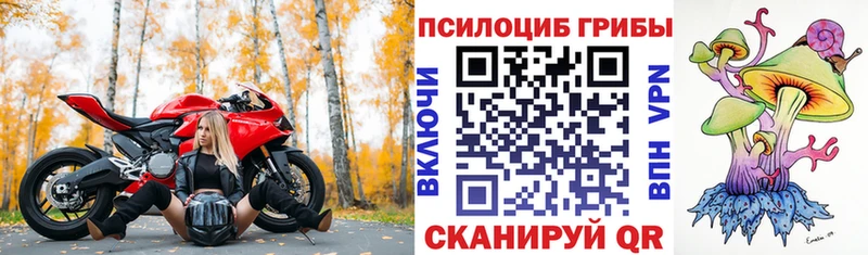 закладки  Краснознаменск  Псилоцибиновые грибы Magic Shrooms 